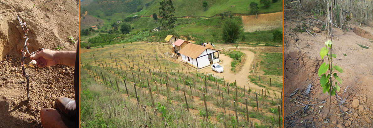 Plantação dos vinhedos, Isabel precoce sobre suporte, Embrapa 572.