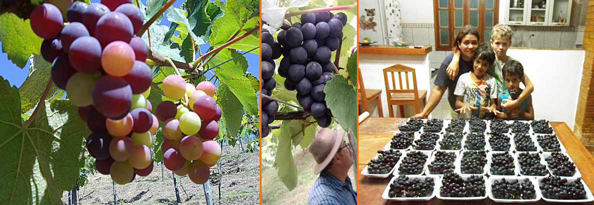 Cosechas de uva Isabel para mesa y vino, ya adaptada a la región del Caparaó.