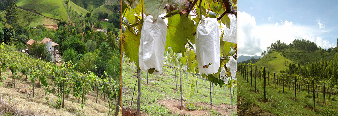 Viñedos, ya formados de Isabel Temprana. 300 cepas.