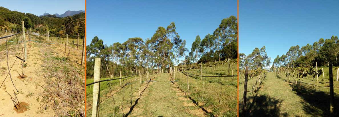 Plantio de novos vinhedos com cepas de Carbernet Sauvingon e Bordó (Americana), 2014 e 2015.