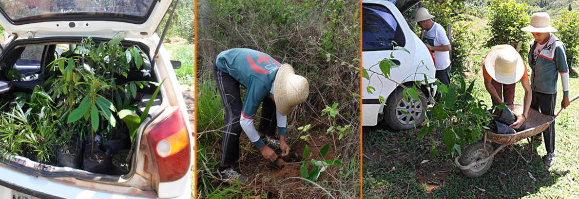 Planting seedlings