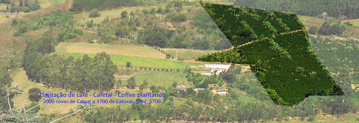 la Finca Tarumã viene produciendo café con técnicas tradicionales