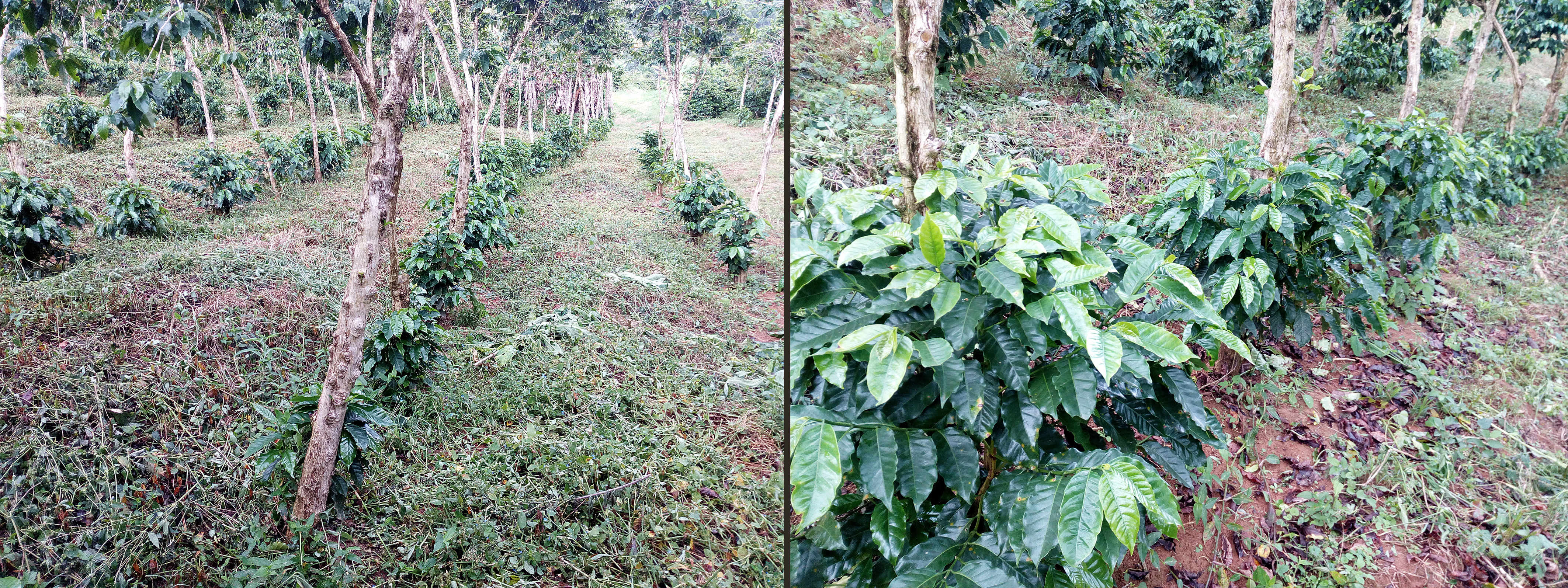 Poda programada, talhão de café (Catuaí), preparação objetivando alta pontuação.