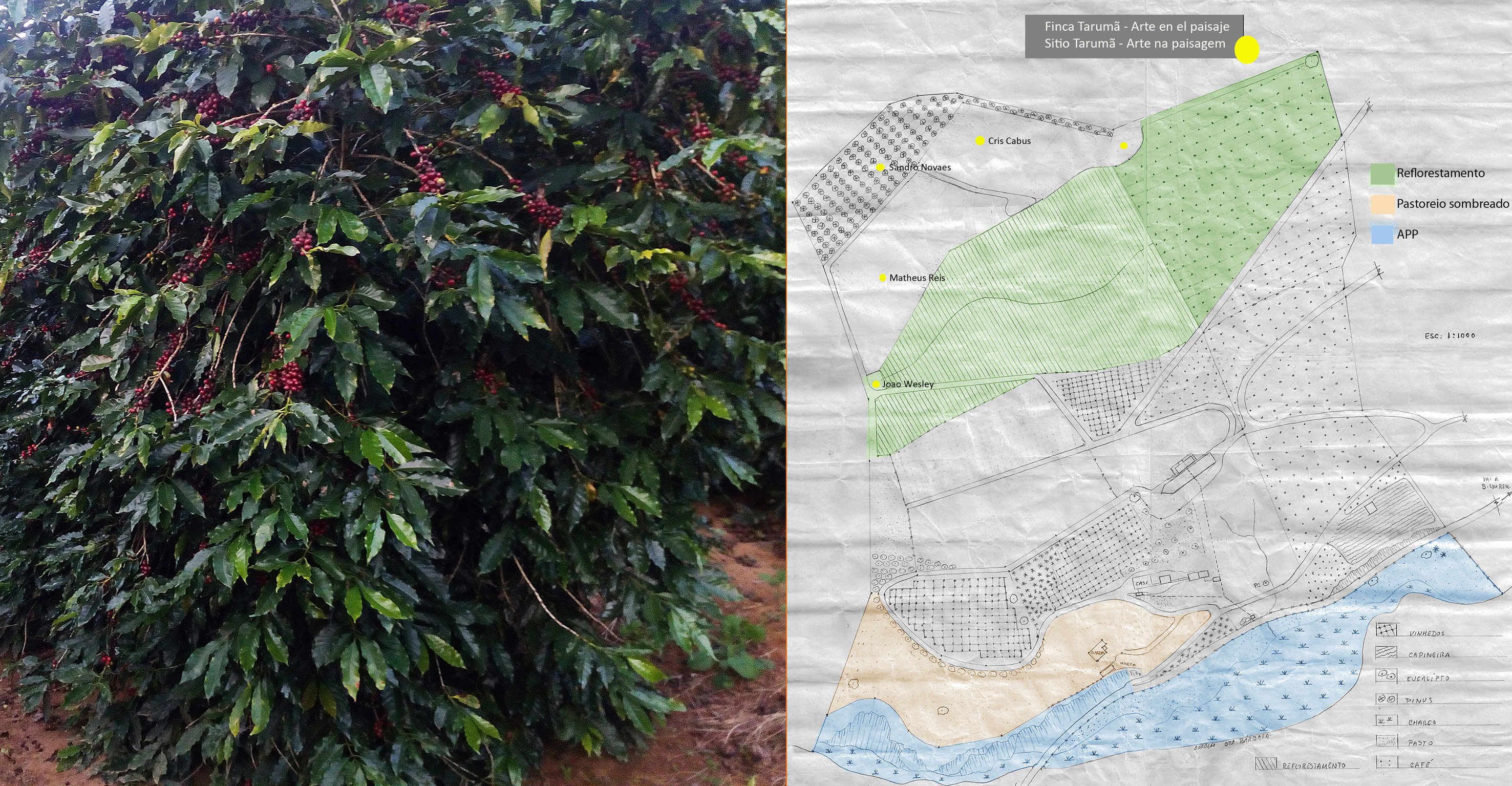 Área de café Catucaí para reforestar con el objetivo de obtener café sombreado bajo el bosque.